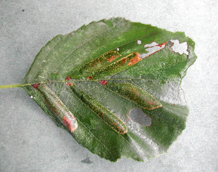 Mines of Phyllonorycter froelichiella.  Image: Rob Edmunds (British leafminers)