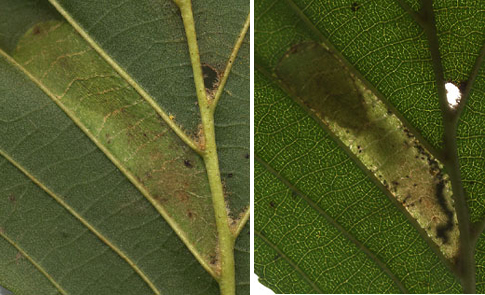 Mine of Phyllonorycter kleemannella on Acer glutinosa Images: Willem Ellis (Nederlandse bladmineerders)