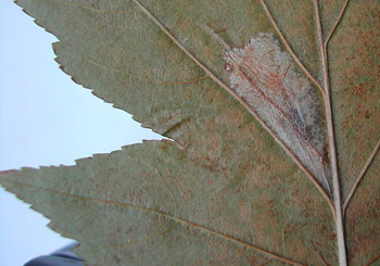 Mine of Phyllonorycter mespilella. Image: Rob Edmunds (british leafminers)
