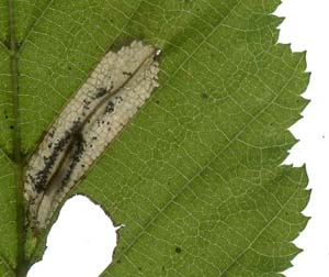 Mine of Phyllonorycter messaniella on Carpinus betulus Image: Willem Ellis (Nederlandse bladmineerders)