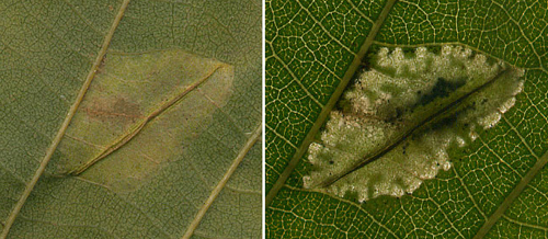 Mine of Phyllonorycter rajella on Alnus glutinosa Image: Willem Ellis (Nederlandse bladmineerders)