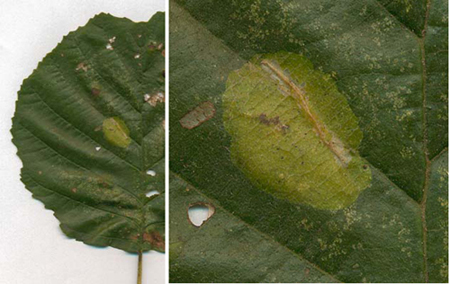Mine of Phyllonorycter stettinensis on Alnus glutinosa Image: Willem Ellis (Nederlandse bladmineerders)