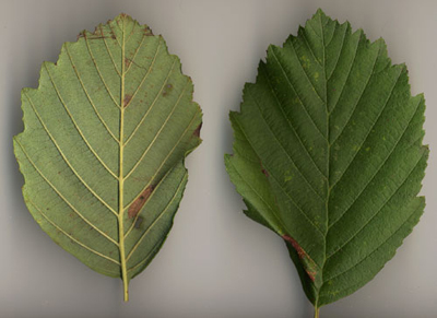 Mines of Phyllonorycter strigulatella on Alnus incana Image: Willem Ellis (Nederlandse bladmineerders)