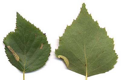 Mines of Phyllonorycter ulmifoliella on Betula pubescens Image: Willem Ellis (Nederlandse bladmineerders)