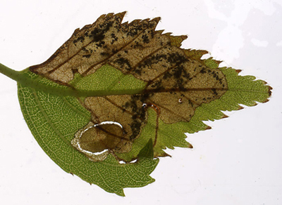 Mine of Phylloporia bistrigella on Betula pubescens Image: Willem Ellis (Nederlandse bladmineerders)