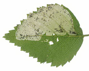 Mine of Profenusa thomsoni on Betula pubescens Image: Willem Ellis (Nederlandse bladmineerders) 