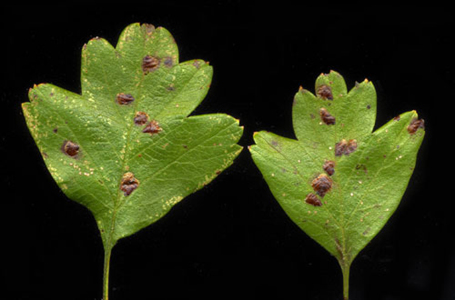 Mines of Rhamphus oxyacanthae on Crataegus monogyna Images: Willem Ellis (Nederlandse bladmineerders)