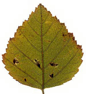 Mines of Rhamphus pulicarius on Betula pubescens Image: Willem Ellis (Nederlandse bladmineerders)