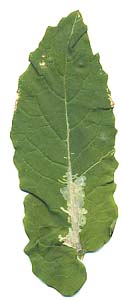 Mine of Scaptomyza flava on Brassica rapa. Image: Willem Ellis