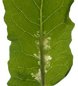 Mine of Scaptomyza flava on Brassica rapa. Image: Willem Ellis