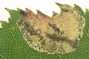 Mine of Scolioneura vicina on Betula pendula Image: Willem Ellis (Nederlandse bladmineerders)