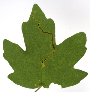 Mine of Stigmella aceris on Acer campestre Image: Willem Ellis (Nederlandse bladmineerders)
