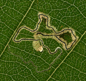 Mine of Stigmella alnetella on Alnus glutinosa Image: Willem Ellis (Nederlandse bladmineerders)