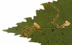 Mine of Stigmella betulicola on Betula pendula Image: Willem Ellis (Nederlandse bladmineerders)