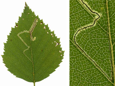 Mine of Stigmella confusella on Betula pubescens  Mine of Stigmella confusella on Betula pubescens Image: Willem Ellis (Nederlandse bladmineerders)