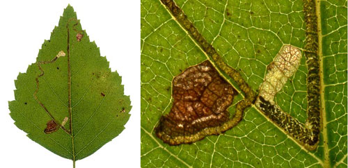 Mine of Stigmella continuella on Betula pubescens Image: Willem Ellis (Nederlandse bladmineerders)