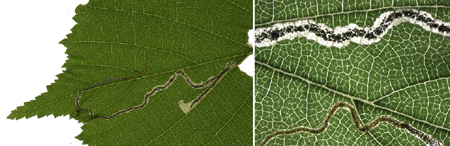 Mine of Stigmella floslactella on Corylus avellana Image: Willem Ellis (Nederlandse bladmineerders)