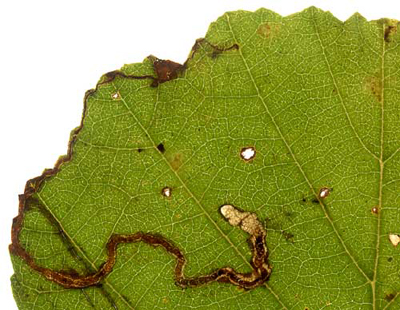 Mine of Stigmella glutinosae on Alnus glutinosa Image: Willem Ellis (Nederlandse bladmineerders)