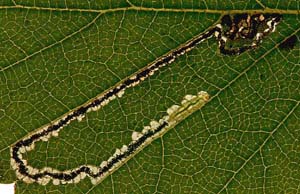 Mine of Stigmella luteella on Betula pubescens Image: Willem Ellis (Nederlandse bladmineerders)