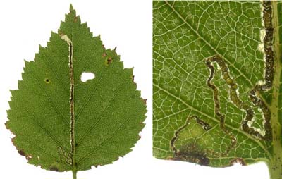 Mine of Stigmella sakhalinella on Betula pubescens Image: Willem Ellis (Nederlandse bladmineerders)