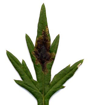 Mine of Trypeta artemisiae on Artemisia vulgaris. Image: Willem Ellis (Source: Nederlandse bladmineerders)