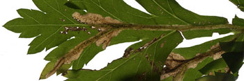 Mine of Trypeta zoe on Artemisia vulgaris. Image: Willem Ellis (Source: Nederlandse bladmineerders)