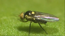 Liriomyza huidobrensis