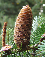 European Silver-fir - Abies alba