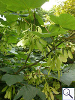 Sycamore - Acer pseudoplatanus. Image: © Brian Pitkin