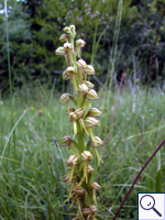 Man Orchid - Aceras anthropophorum Image: Brian Pitkin