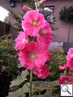 Hollyhock - Alcea rosea. Image: © Brian Pitkin