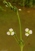 Common Water-plantain - Alisma plantago-aquatica. Image: © John Somerville