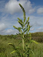 Perennial Ragweed - Ambrosia psilostachya. Image: © John Somerville