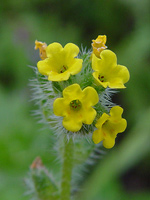 Common Fiddleneck - Amsinkia micrantha. Image: © John Somerville