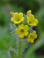 Common Fiddleneck - Amsinkia micrantha. Image: © John Somerville