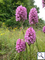 Pyramidal orchid - Anacamptis pyramidalis  Image: Brian Pitkin