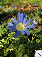 Blue Anemone - Anemone apennina Image: Brian Pitkin