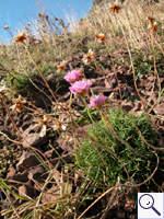 Thrift - Armeria maritima Image: Brian Pitkin