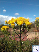 Goldilocks Aster - Aster linosyris Image: Brian Pitkin