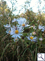 Michaelmas Daisy - Aster tripolium. Image: © Brian Pitkin