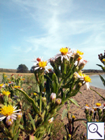 Sea Aster - Aster tripolium Image: Brian Pitkin
