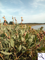 Sea-purslane - Atriplex portulacoides Image:  Brian Pitkin