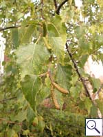 Silver Birch - Betula pendula. Image: © Brian Pitkin