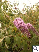 Butterfly-bush - Buddleja. Image: © Brian Pitkin