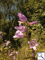 Giant Bellflower - Campanula latifolia Image: Brian Pitkin