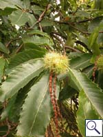 Horse Chestnut - Castanea sativa. Image: © Brian Pitkin