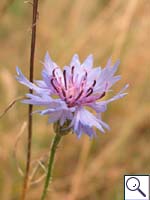 Cornflower - Centaurea cyanus Image: Brian Pitkin