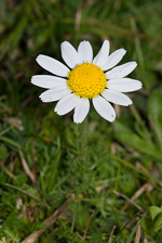 Chamomile - Chamaemelum nobile. Image: © Linda Pitkin