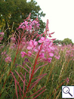 Rosebay Willowherb - Chamerion aungustifolium. Image: © Brian Pitkin