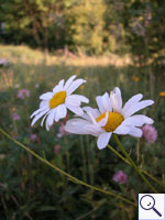 Oxeye Daisy -  Leucanthemum vulgare